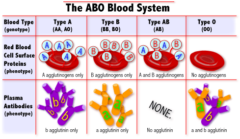 agglutinogens and agglutinins